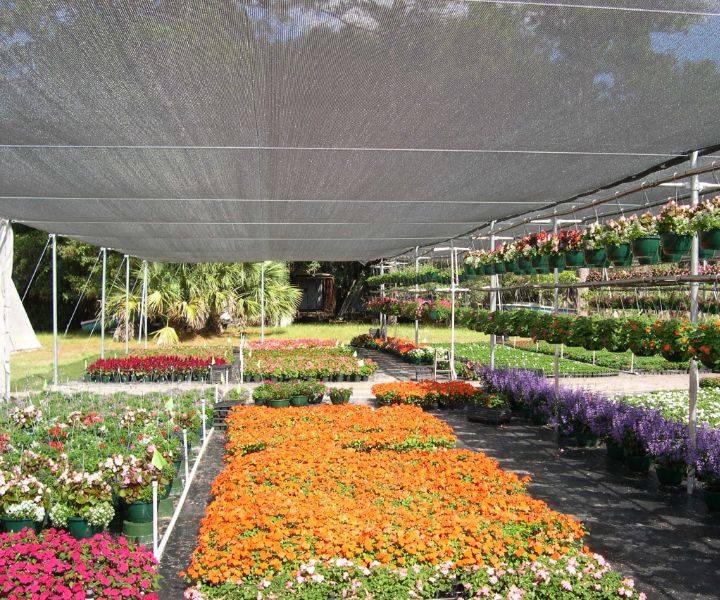 shade flowering plants