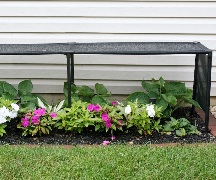 shade perennial flowers