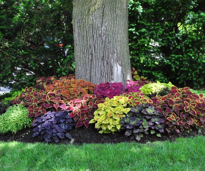 shade shrubs deer resistant