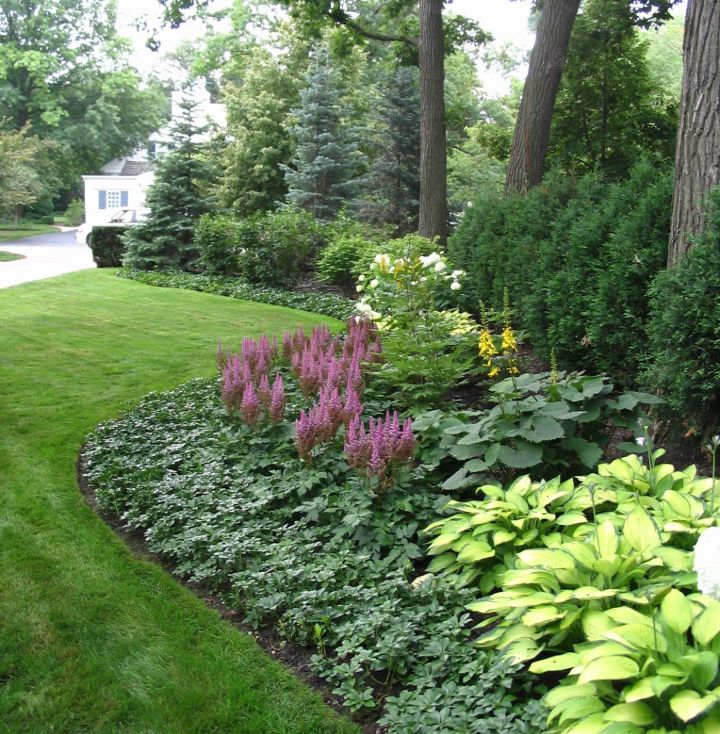 shade shrubs zone