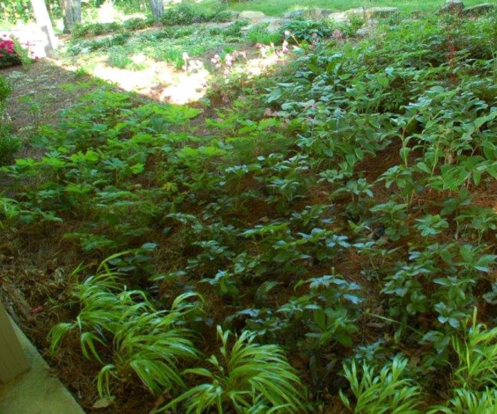 shade tolerant bushes