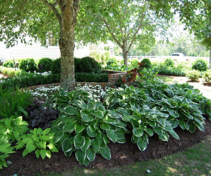 shade tolerant evergreen trees