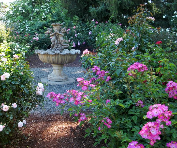 shade tolerant flowers