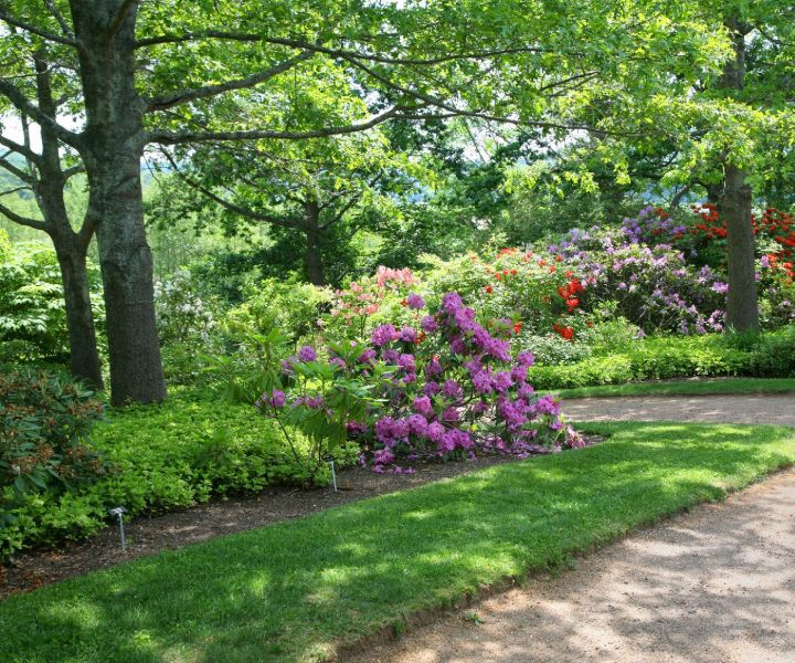 shade tolerant grass