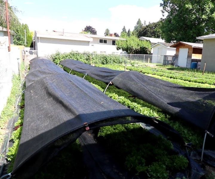 shade tolerant herbs