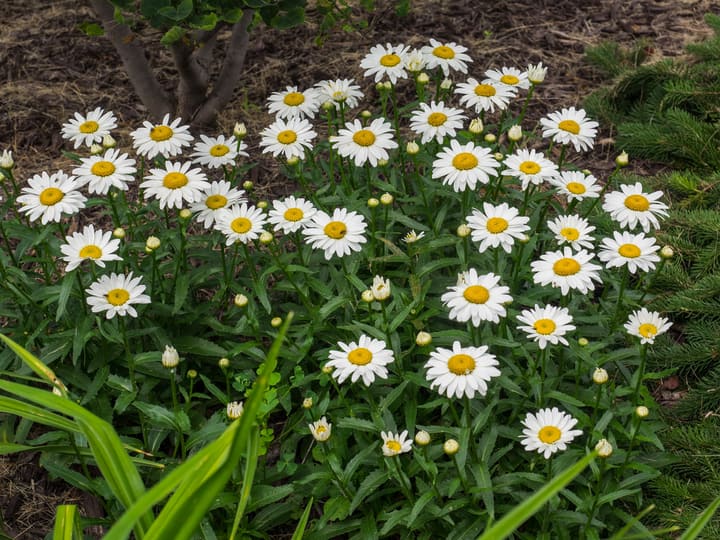 shasta daisy leucanthemum superbum