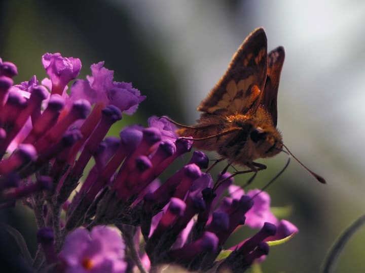 skipper butterfly on butterfly bush