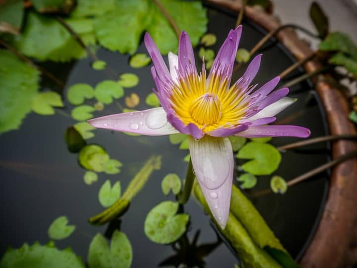 small pond container