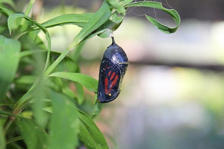 solo monarch butterfly pupa