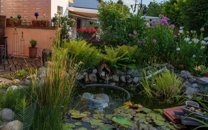 stunning water garden in the backyard