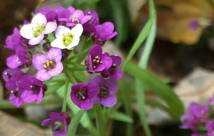 sweet alyssum flowers