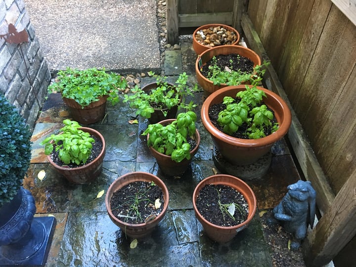 terrace gardening