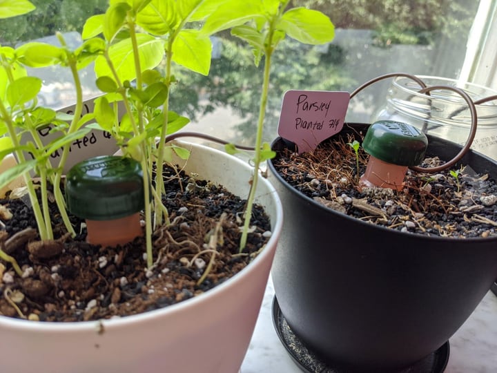 terracotta watering spikes with hose