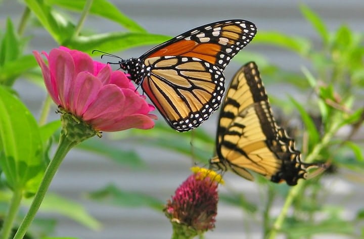 tiger and monarch butterflies on zinnias