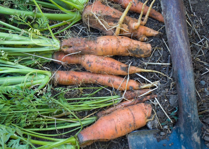 uprooted carrots before frost