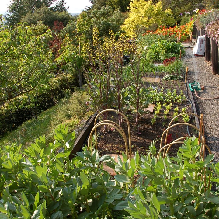 vegetables terrace garden