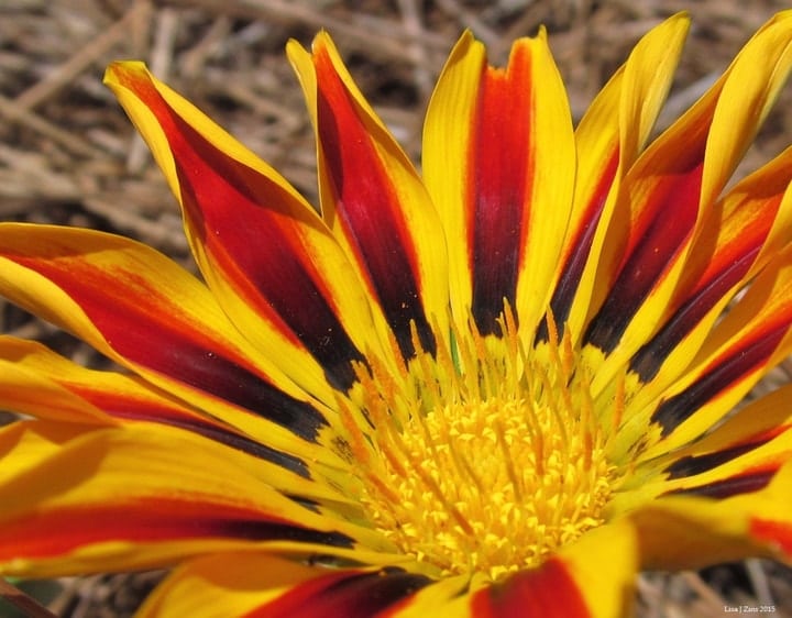 vibrant gazania flower