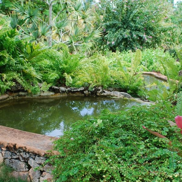 water garden