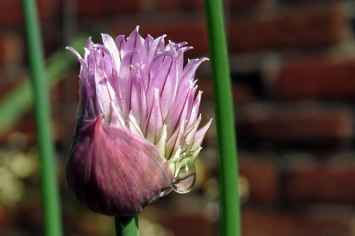 watering perennials