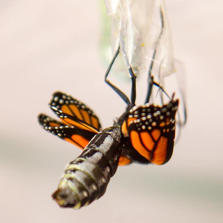 wet butterfly wings