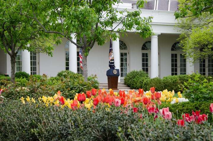 white house rose garden