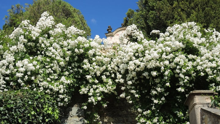 white rose garden wall