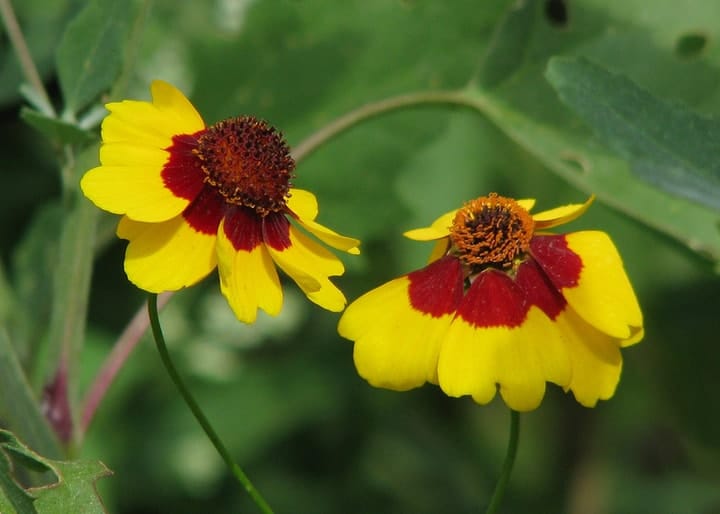 wild coreopsis