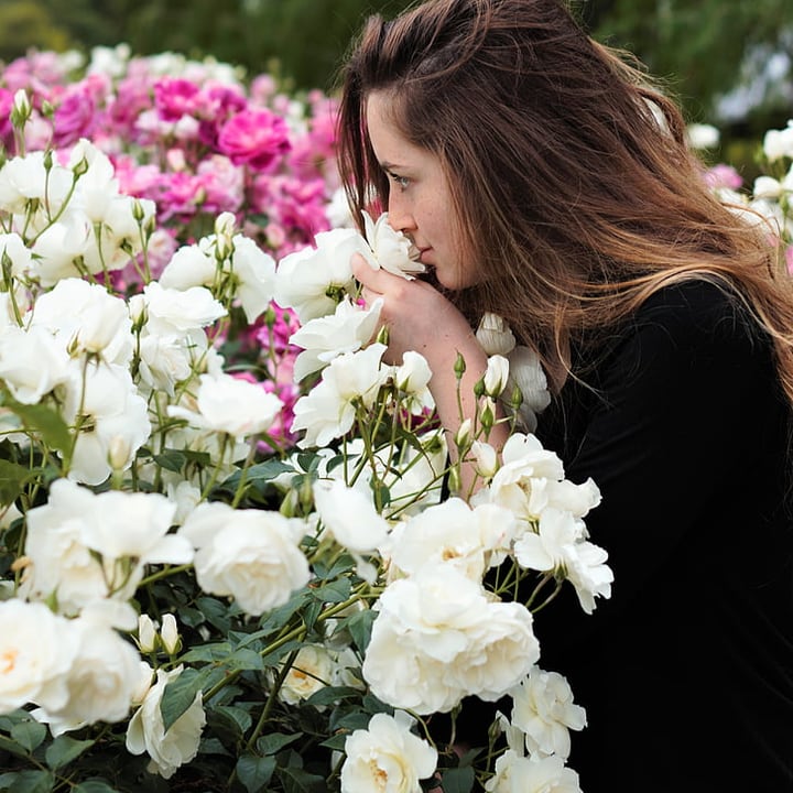 woman sniffing english rose flowers in the garden