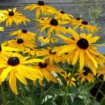 yellow flowers in the butterfly garden