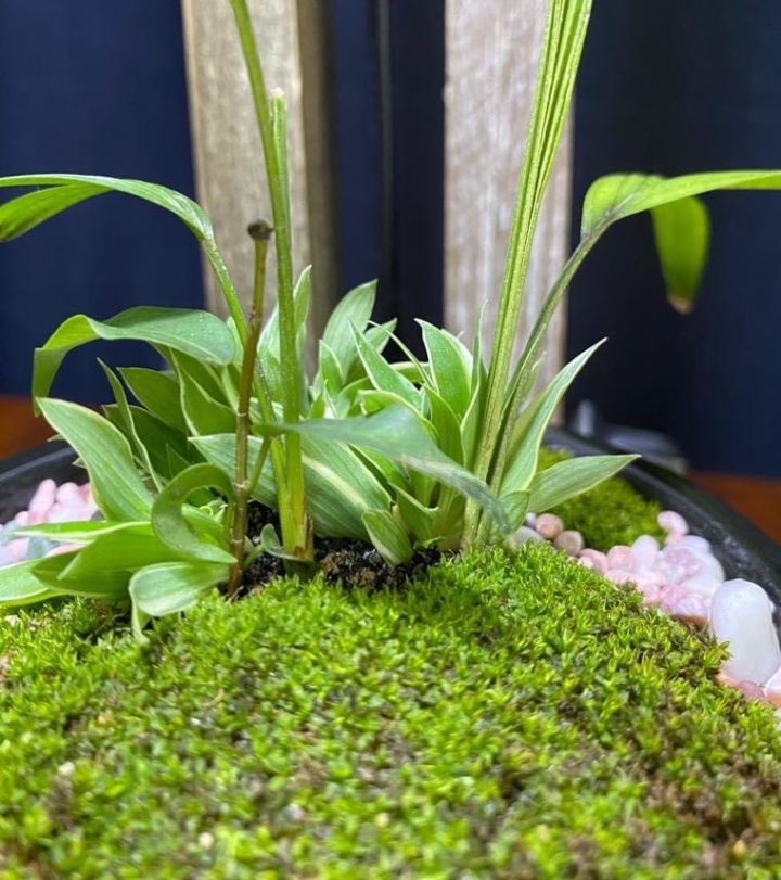 zen garden tabletop