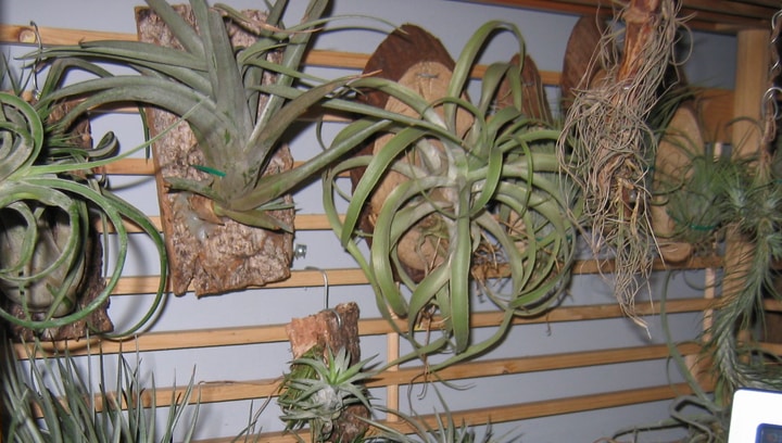 airplant wall garden