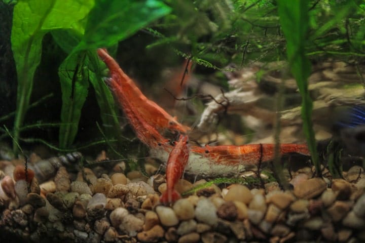 animals on jarrarium