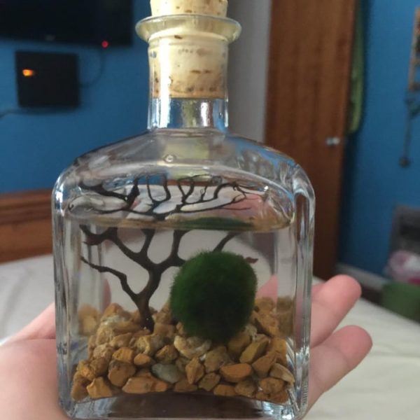 Jarrarium Beginner's Guide with the 7 Best Jarrarium Kits