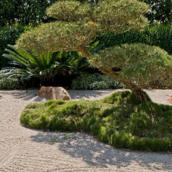 bonsai zen garden