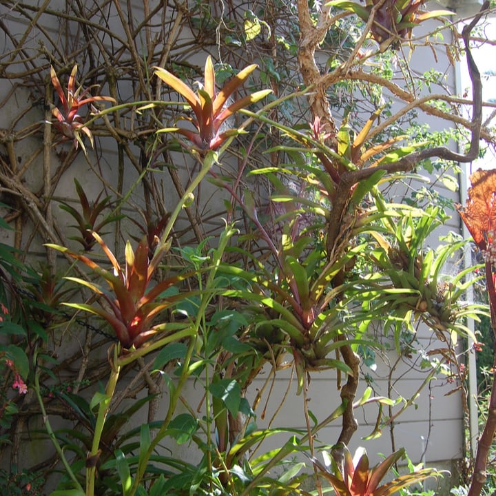 bromeliad fence wall garden