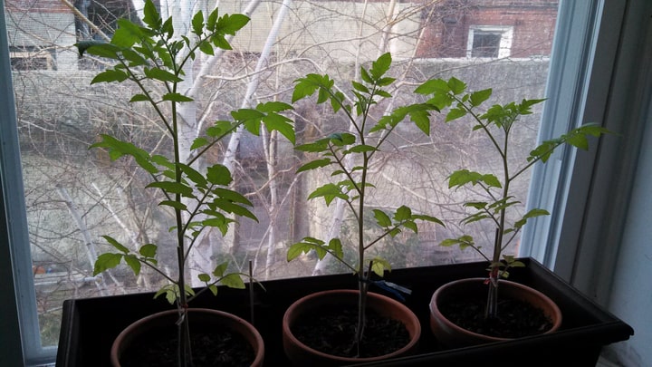 cherry tomato windowsill garden