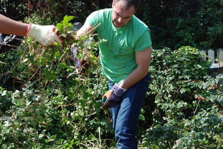 clearing out the weeds in the spring garden