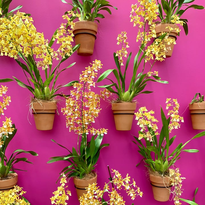 colorful flowers on wall garden