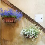 colorful wall plants