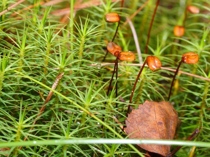 common haircap polytrichum commune