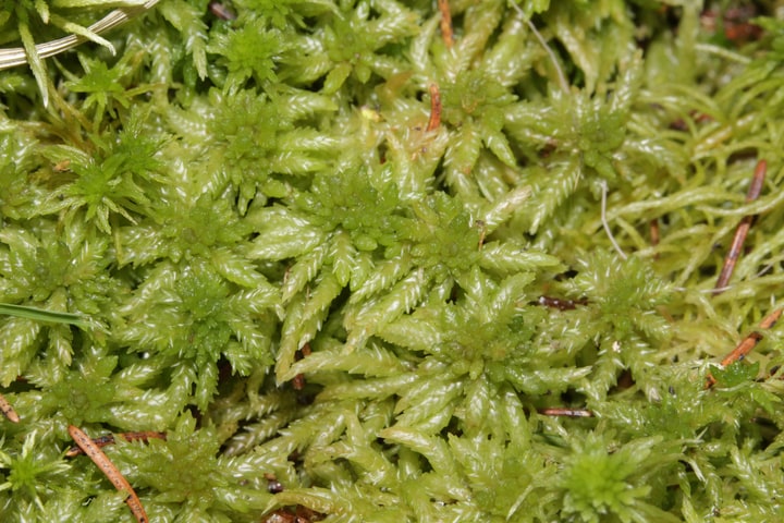 common peat moss sphagnum centrale