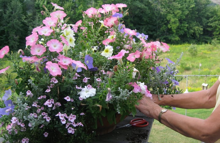 deadheading petunia plant