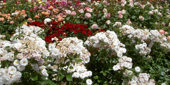 different types of roses