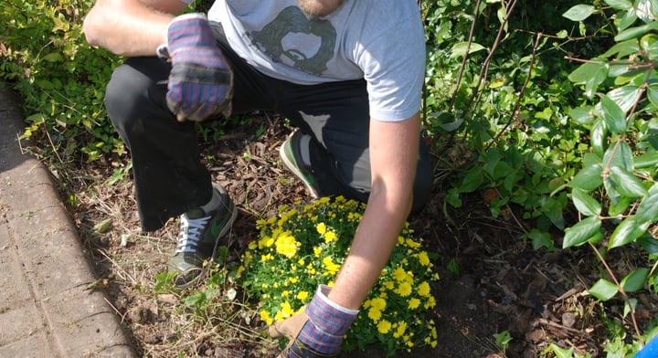 dividing perennial plants