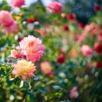 dreamy rose garden