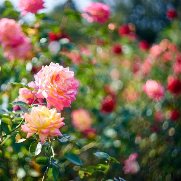 15 Stunning Rose Garden Ideas & How to Plant a Rose Garden
