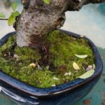 easy to grow moss