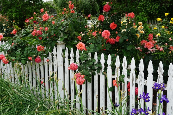 fenced rose garden