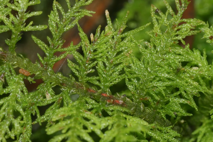 fern moss thuidium delecatulum