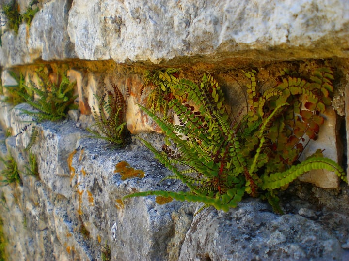 fern wall garden